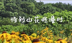 待到山花烂漫时