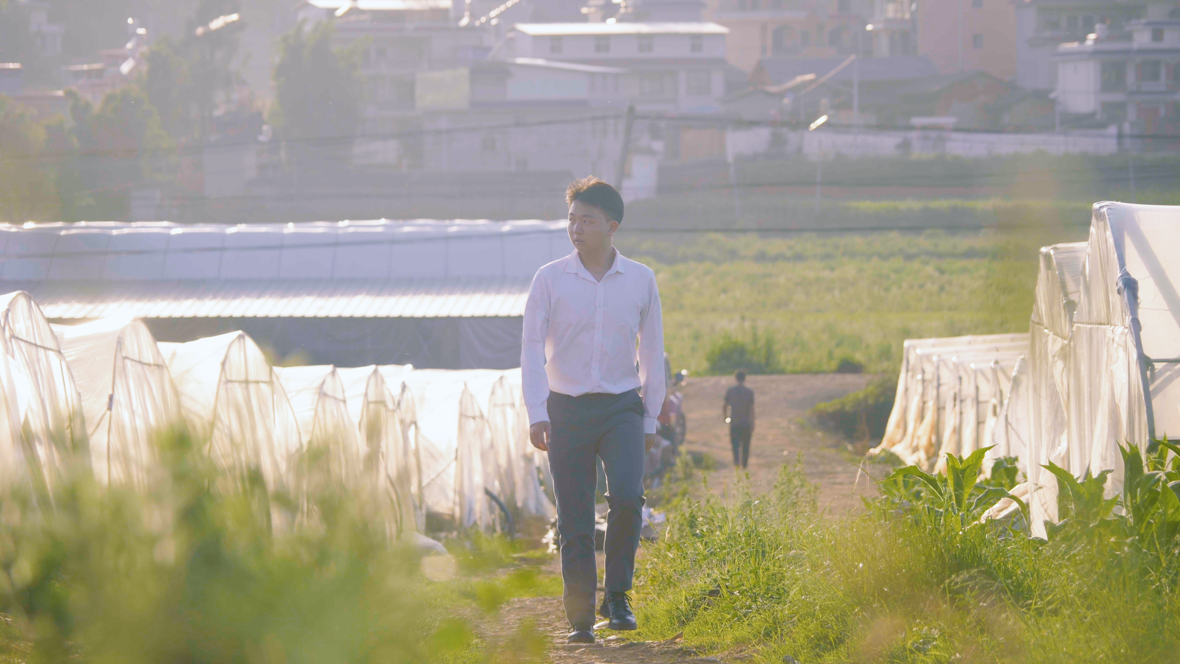 希望的田野