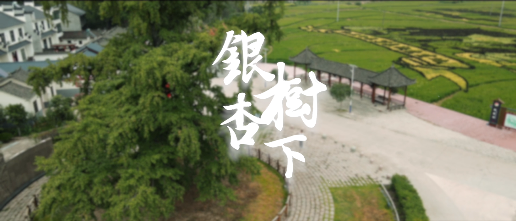 银杏树下