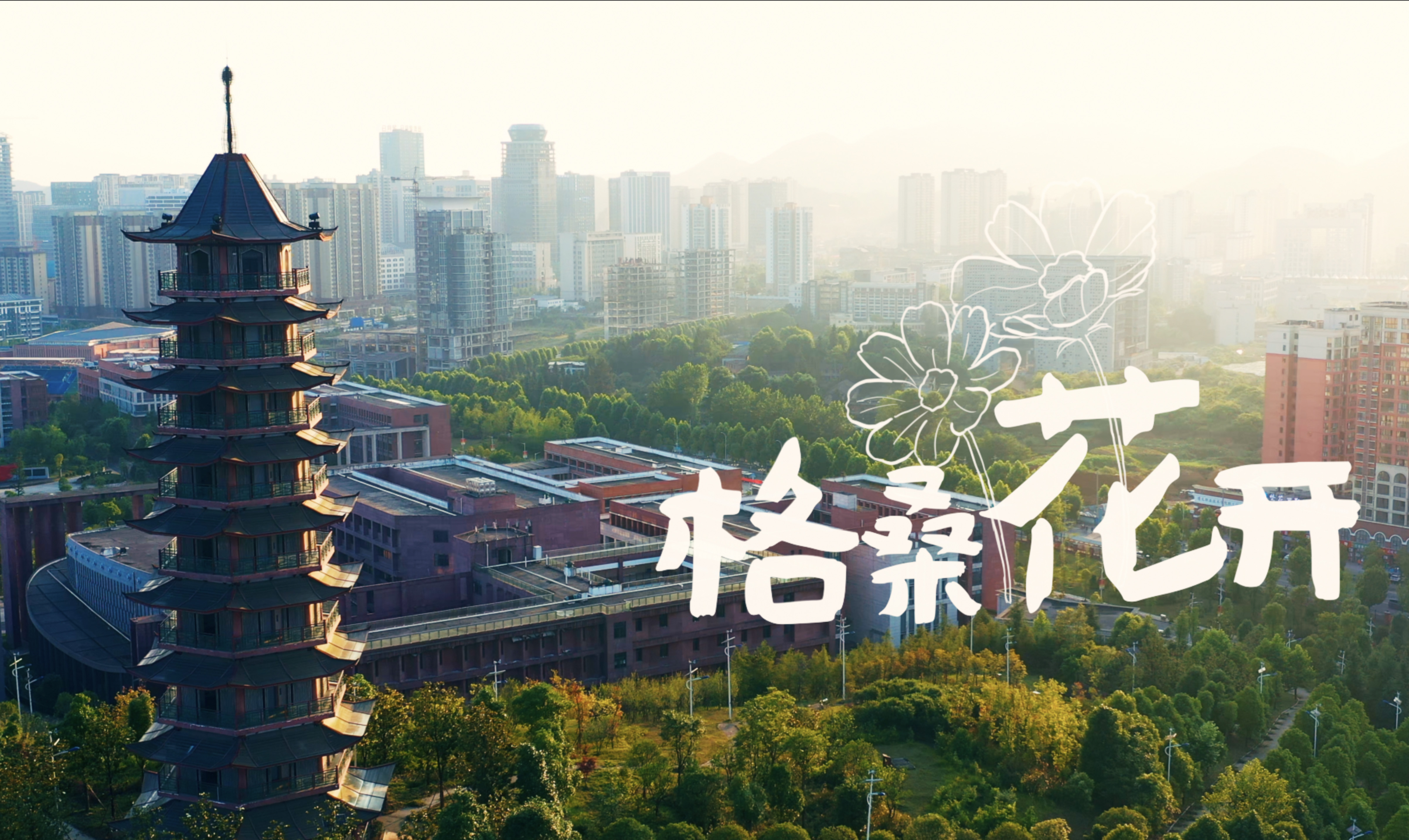 格桑花开